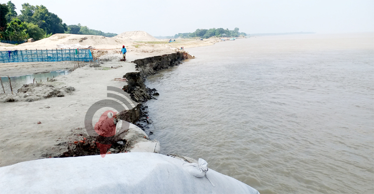 রাজবাড়ীতে পদ্মার প্রতিরক্ষা বাঁধে আবারো ভাঙন
