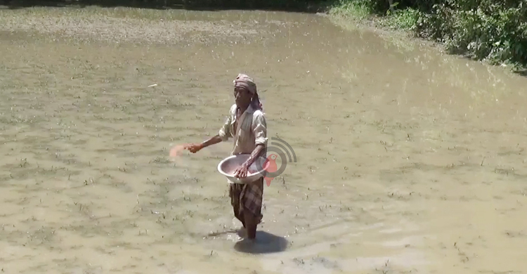 সারের দামে দিশেহারা কৃষক