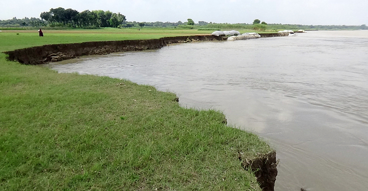 পানি কমায় পদ্মার তীররক্ষা বাঁধে ধস, বিলীন হচ্ছে ফসলি জমি