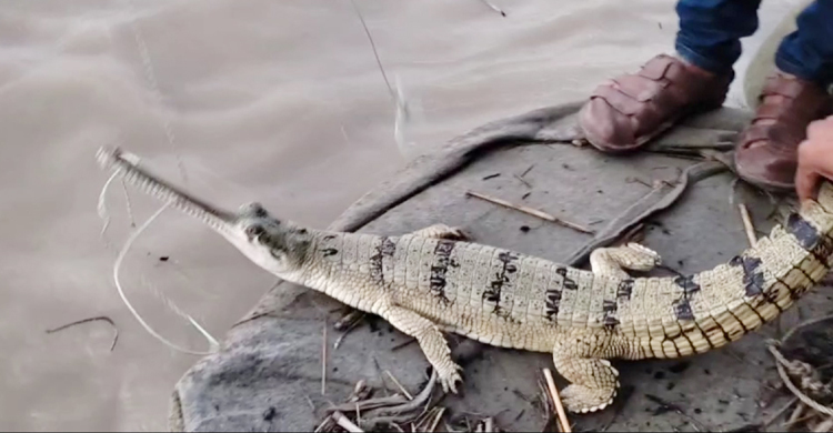 পদ্মায় ধরা পড়লো বিরল প্রজাতির ঘড়িয়াল