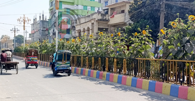 সড়ক বিভাজনে হাসছে সূর্যমুখী