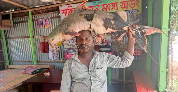 পদ্মায় ধরা পড়লো ২১ কেজির বাঘাইড়, ২৫ হাজার টাকায় বিক্রি