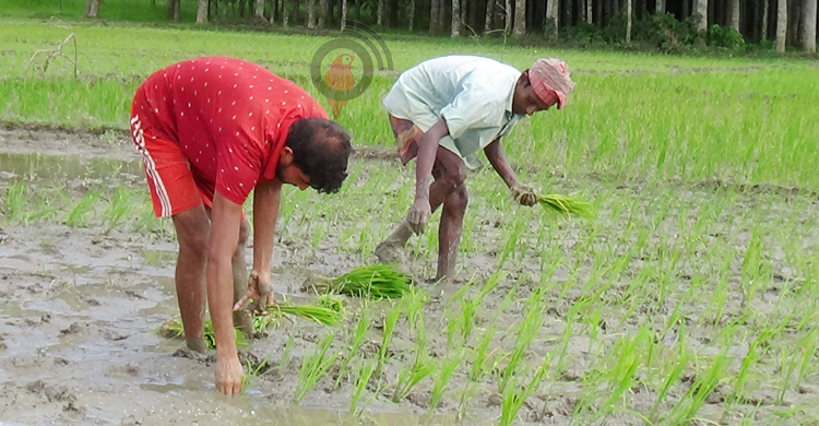 সারের দামে দিশেহারা কৃষক
