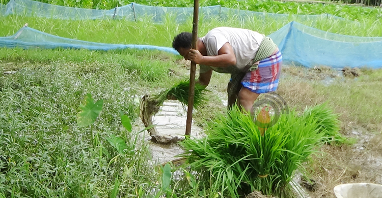 সারের দামে দিশেহারা কৃষক