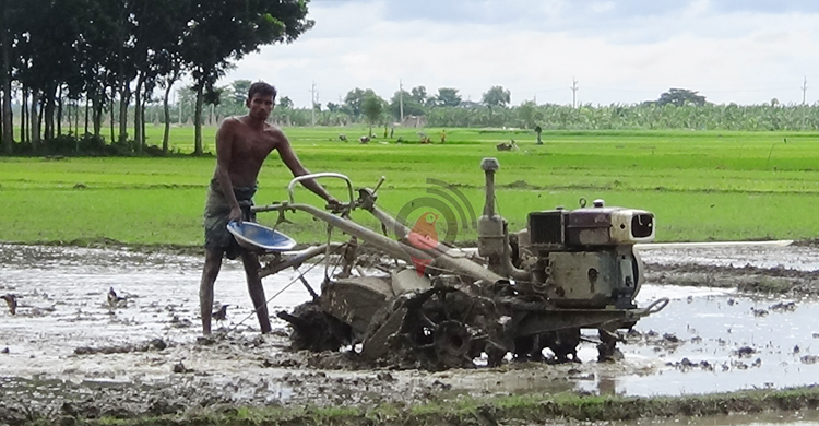 সারের দামে দিশেহারা কৃষক