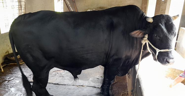 ৭শ’ টাকার খাবার খাওয়া পাগলা রাজার দাম ১৫ লাখ