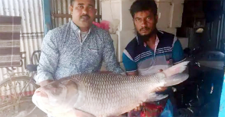 এক কাতল বিক্রি হলো ৪৪ হাজার টাকায়