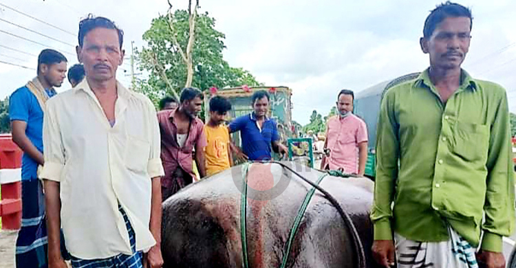 ১০ মণ ওজনের শাপলা পাতা মাছ ৮০ হাজারে বিক্রি