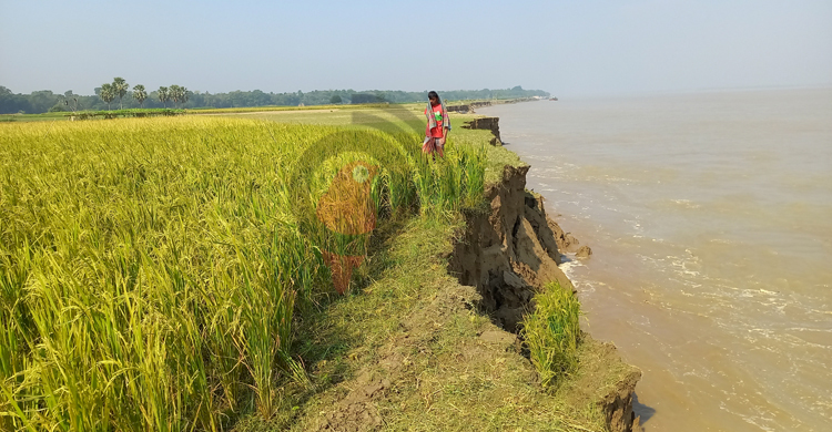 অসময়ে ভাঙছে পদ্মা, দিশেহারা শতাধিক কৃষক