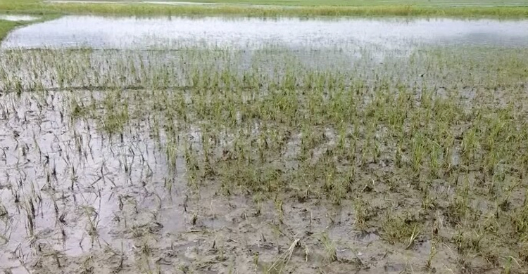 রাজবাড়ীতে বন্যায় ৯ কোটি টাকার ফসল বিনষ্ট