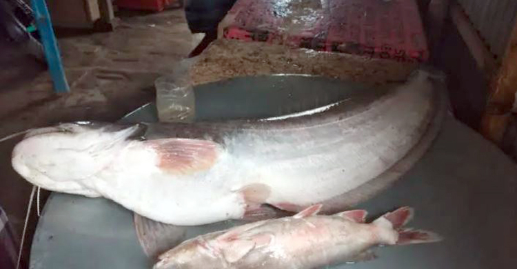 এক বোয়ালের দাম ৩১ হাজার টাকা
