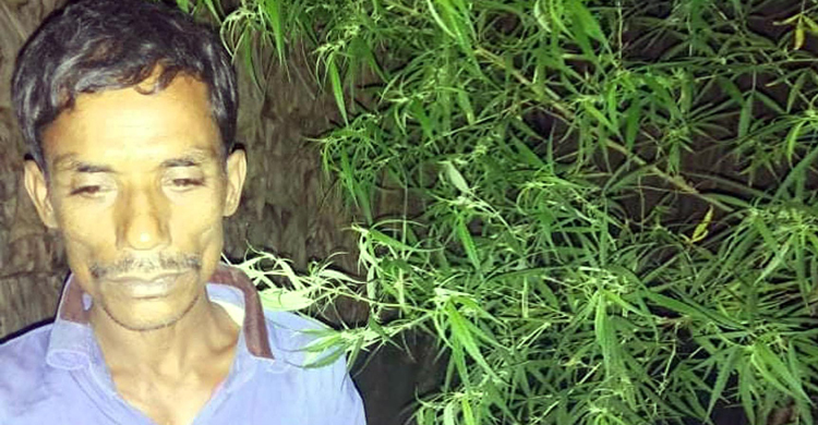 বাড়িতে গাঁজার চাষ, চাষি গ্রেফতার