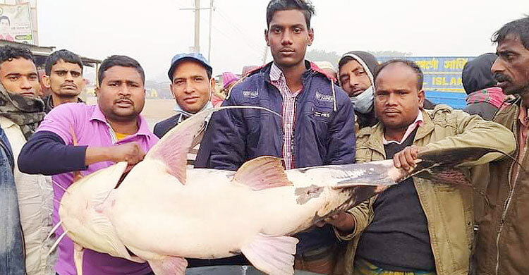 এক বাঘাইড়ের দাম ৪১ হাজার
