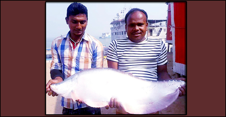 জাল ফেলতেই এক চিতলে বাজিমাত