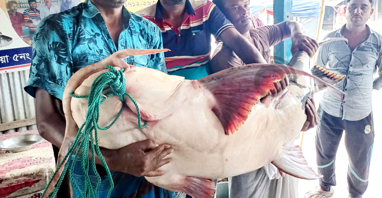 পদ্মায় ধরা পড়ল ৪৭ কেজির বাঘাইড়