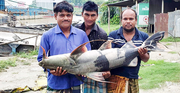 ২৫ কেজির বাগাইড় বিক্রি সাড়ে ৩২ হাজারে