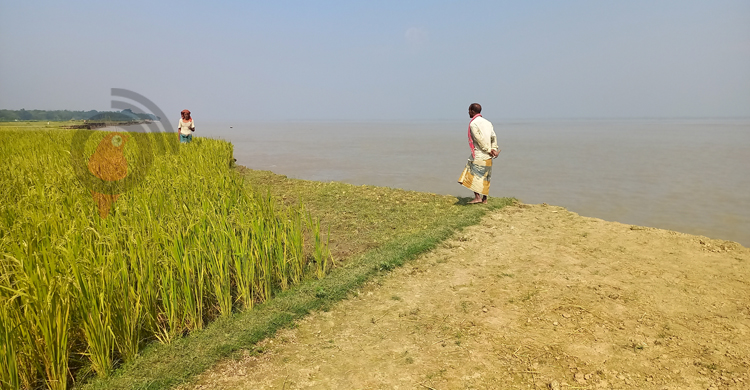 অসময়ে ভাঙছে পদ্মা, দিশেহারা শতাধিক কৃষক