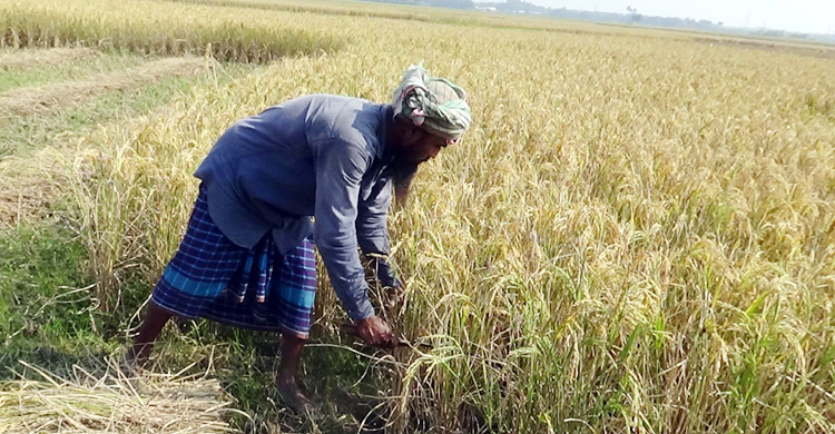 ধান চাষে আগ্রহ হারাচ্ছেন কৃষকরা