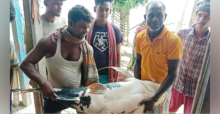 পদ্মা-যমুনার মোহনায় ধরা পড়ল ৪৩ কেজির বাঘাইড়