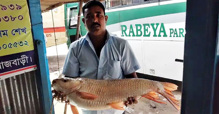 এক রুইয়ের দাম ১৭ হাজার টাকা