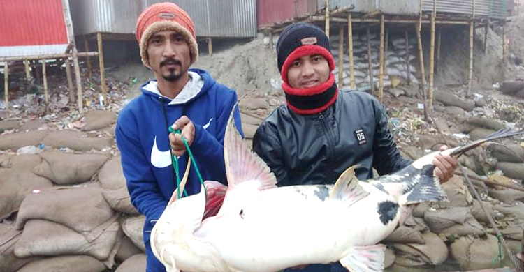 এক বাঘাইড়ের দাম ২২ হাজার