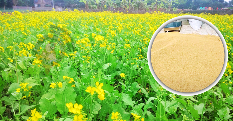 রাজশাহীতে রেকর্ড দামে বিক্রি হচ্ছে সরিষা, খুশি চাষিরা