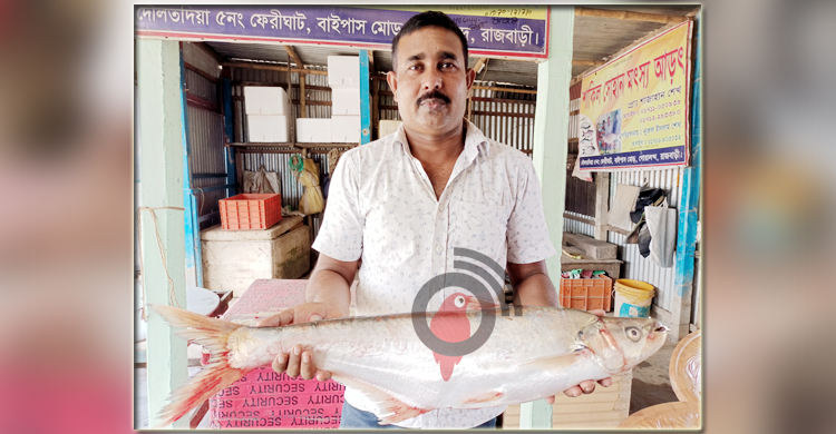 পদ্মায় ধরা পড়ল সাড়ে ৪ কেজি ওজনের বিলুপ্তপ্রায় ঢাই মাছ