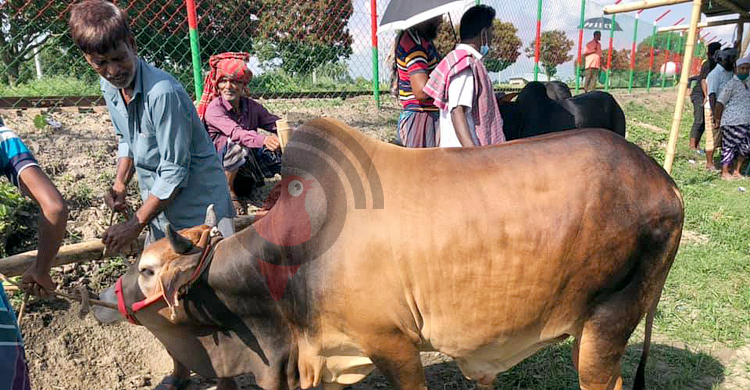 রাজশাহীর পশুর হাটে হতাশ বড় গরুর ব্যবসায়ীরা