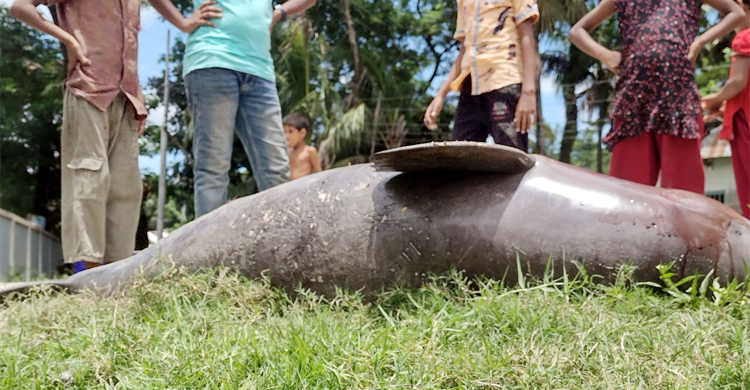 মেঘনায় ভেসে উঠলো মরা ডলফিন