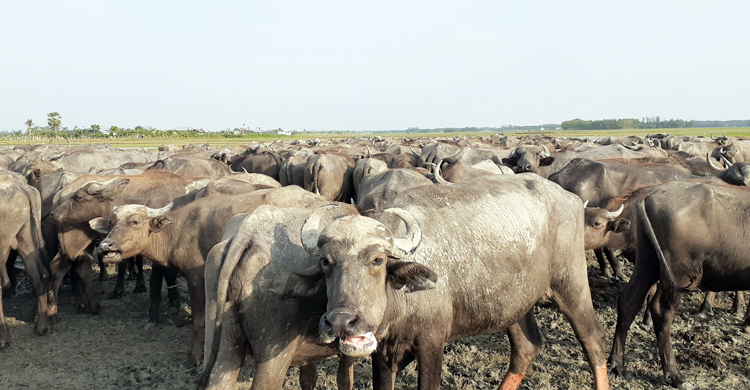উচ্চ আদালতের নির্দেশে জামাই পেলেন ৯ মহিষ, শ্বশুর ৮