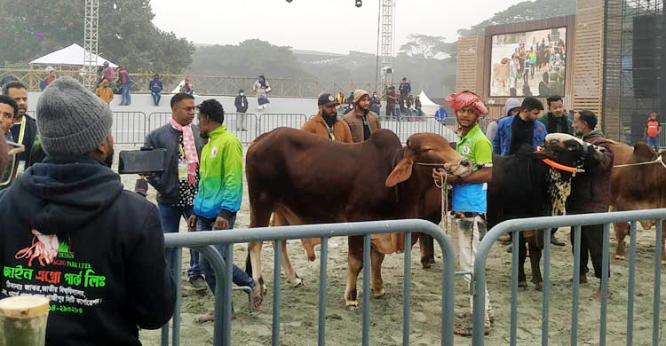 কাল থেকে ঢাকায় বসছে গরু-ছাগলের মেলা