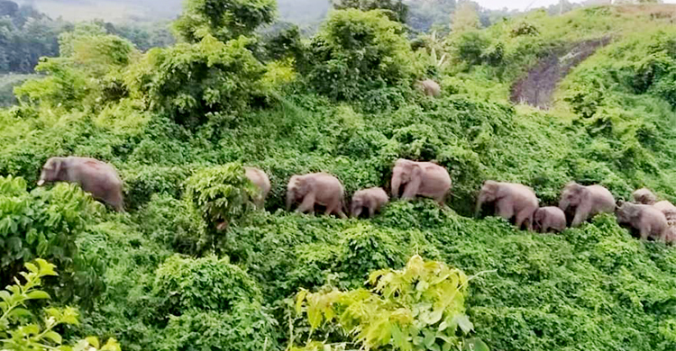 রাঙামাটিতে হাতির আক্রমণে বেড়েছে প্রাণহানি