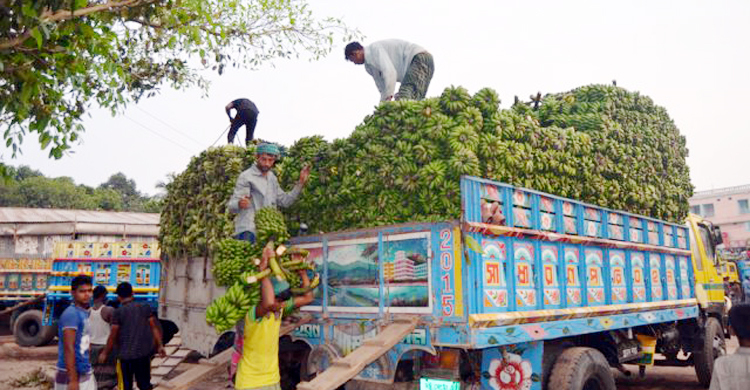 রাঙ্গামাটিতে বছরে শতকোটি টাকার কলা বাণিজ্য