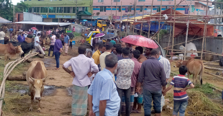 হাটে ক্রেতা বাড়তেই বেড়ে গেল গরুর দাম