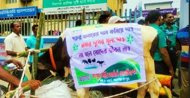 গো-খাদ্যের দাম বৃদ্ধি, রংপুরে গরু নিয়ে প্রাণিসম্পদ অফিস ঘেরাও | বুধবার, ২৫ মে ২০২২