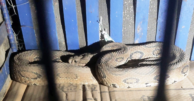 ভাঙারি দোকানে মিললো রাসেল ভাইপার