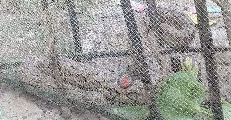 জেলের জালে আটকা পড়লো বিষধর ‘রাসেল ভাইপার’
