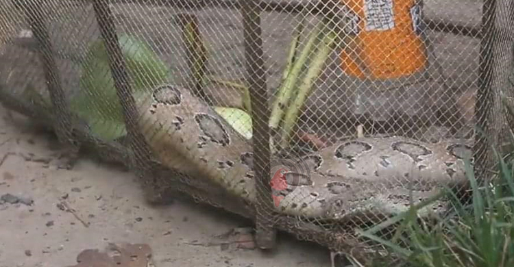 জেলের জালে আটকা পড়লো বিষধর &lsquo;রাসেল ভাইপার&rsquo;