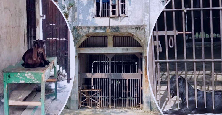 খোকসা উপ-কারাগারে ‘কারারক্ষী’ ছাগল, ‘কয়েদির জায়গায়’ গবাদিপশু!