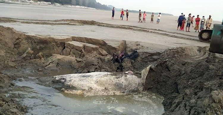 চাপা দেয়ার ২১ দিনের মাথায় জোয়ারের তোড়ে ভেসে উঠল তিমির দেহাবশেষ