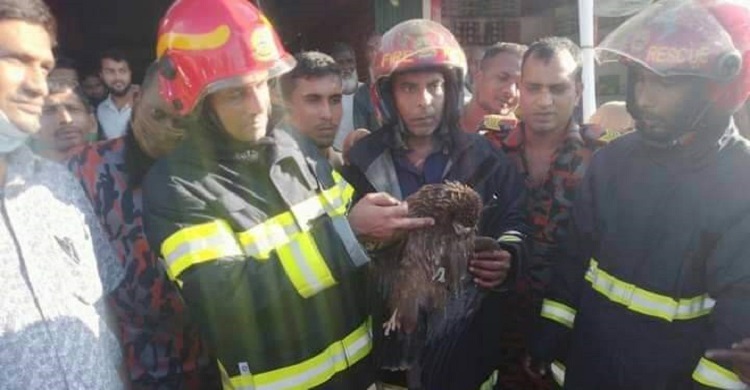 মোবাইল টাওয়ারে ৩ দিন আটকে থাকা চিল উদ্ধার করল ফায়ার সার্ভিস