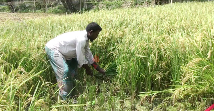 দেড় মণ ধানের দামে একজন শ্রমিকের মজুরি!
