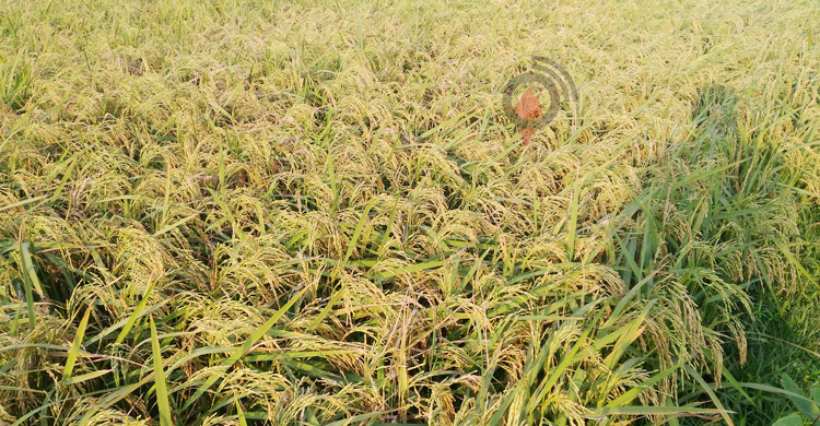 দেড় মণ ধানের দামে একজন শ্রমিকের মজুরি!
