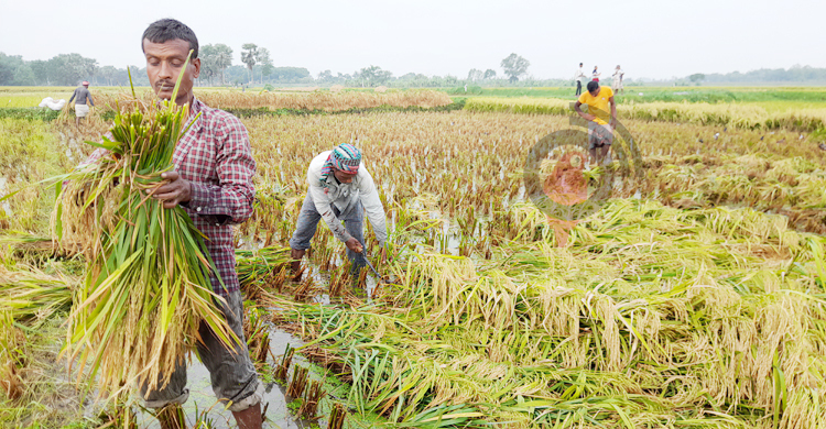 ঈশ্বরদীতে ধানের উচ্চ ফলনেও হাসি নেই কৃষকের
