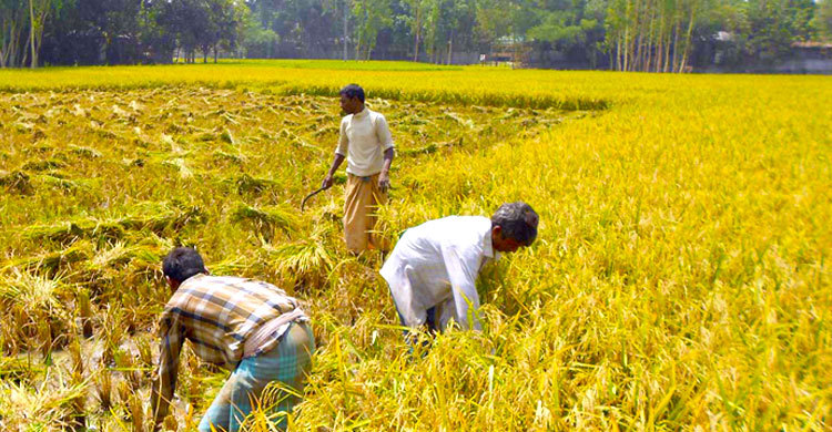 ধুনটে ধান ক্রয় বন্ধ, বিপাকে কৃষক