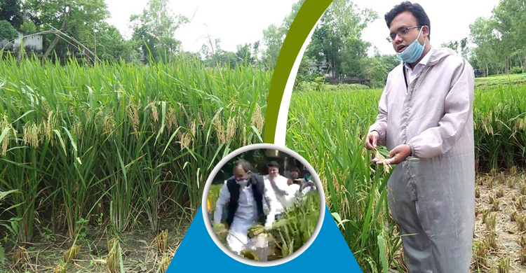 এমপির কাটা ধান ‘পাকা’ বলছে কৃষি বিভাগ