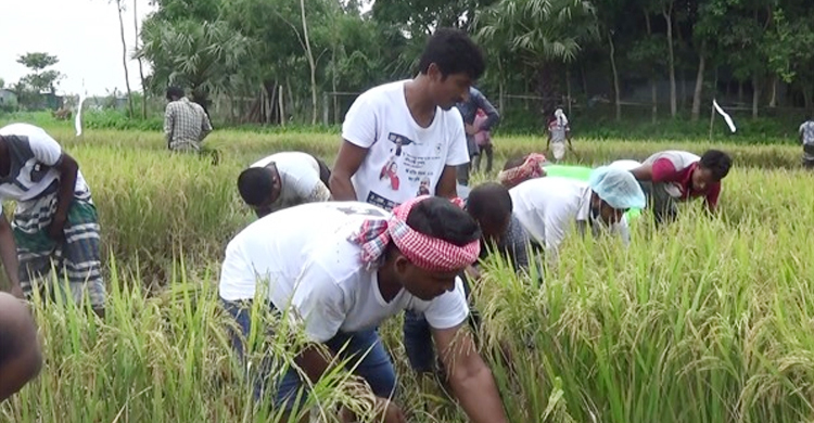 কৃষকের ধান ঘরে তুলে দিল কৃষক লীগ