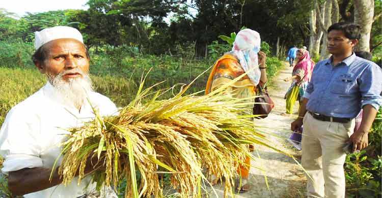 বাম্পার ফলনেও খরচ উঠছে না বোরো চাষিদের