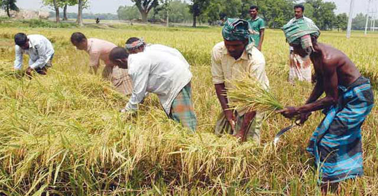 বোরো কাটতে শ্রমিক পরিবহন সমন্বয় করবে জেলা প্রশাসন