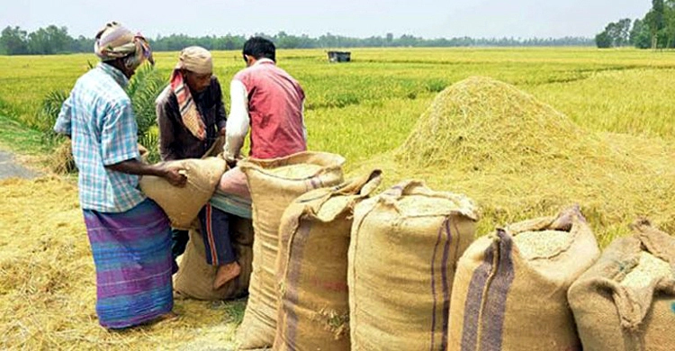 সরকারিভাবে বোরো চাল সংগ্রহ শুরু
